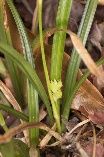 Carex calcifugens  #18